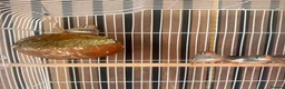 Finches birds for sale: Zebra finch babies in Doncaster - Advert 1