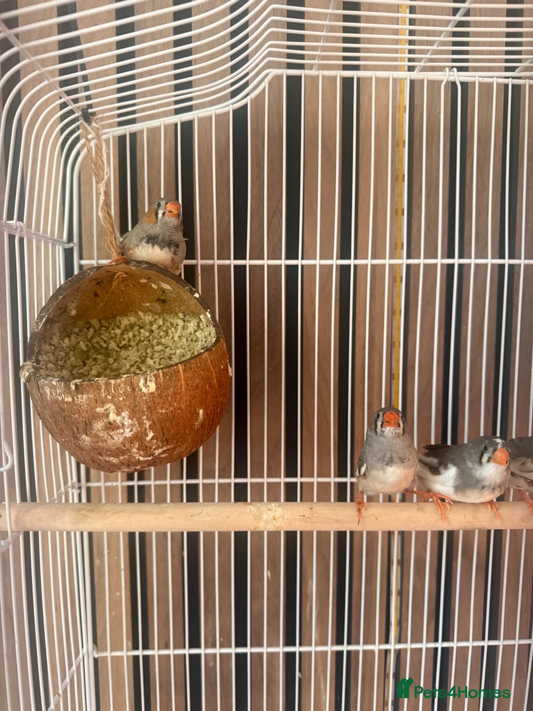 Finches birds for sale: Zebra finch babies in Doncaster - Advert 1