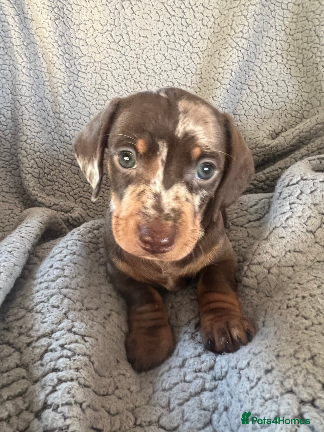 Miniature Dachshund dogs for sale: STUNNING MINI SMOOTH HAIR PRA CLEAR DACHSHUND PUPS - Advert 13