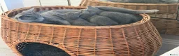 Russian Blue cats for sale: Beautiful Russian Blue Kittens – Ready Now in Amersham - Advert 15