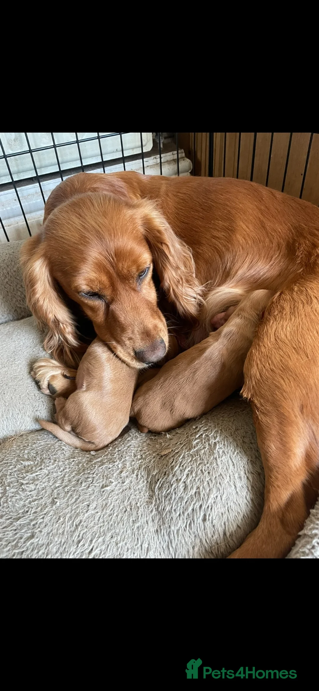 Cocker Spaniel dogs for sale: Working cocker spaniel puppy  - Advert 2