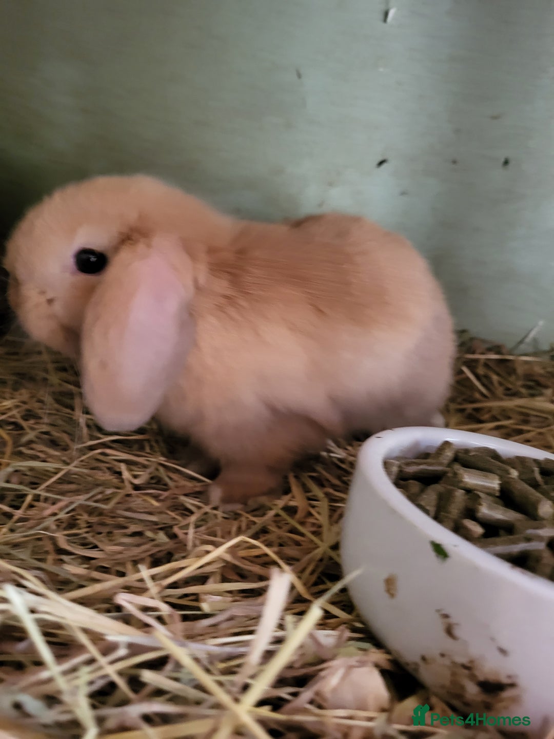 Mini Lop rabbits for sale: Beautiful Mini Lop Male Bunny for sale Ready to go - Image 2