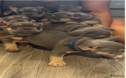 French Bulldog dogs for sale: Beautiful French Bulldog Puppies - READY NOW !! - Image 2