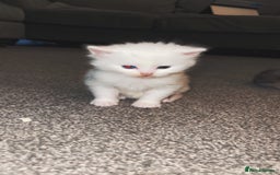 Turkish Angora cats for sale: Beautiful Turkish angora kittens.  - Advert 6