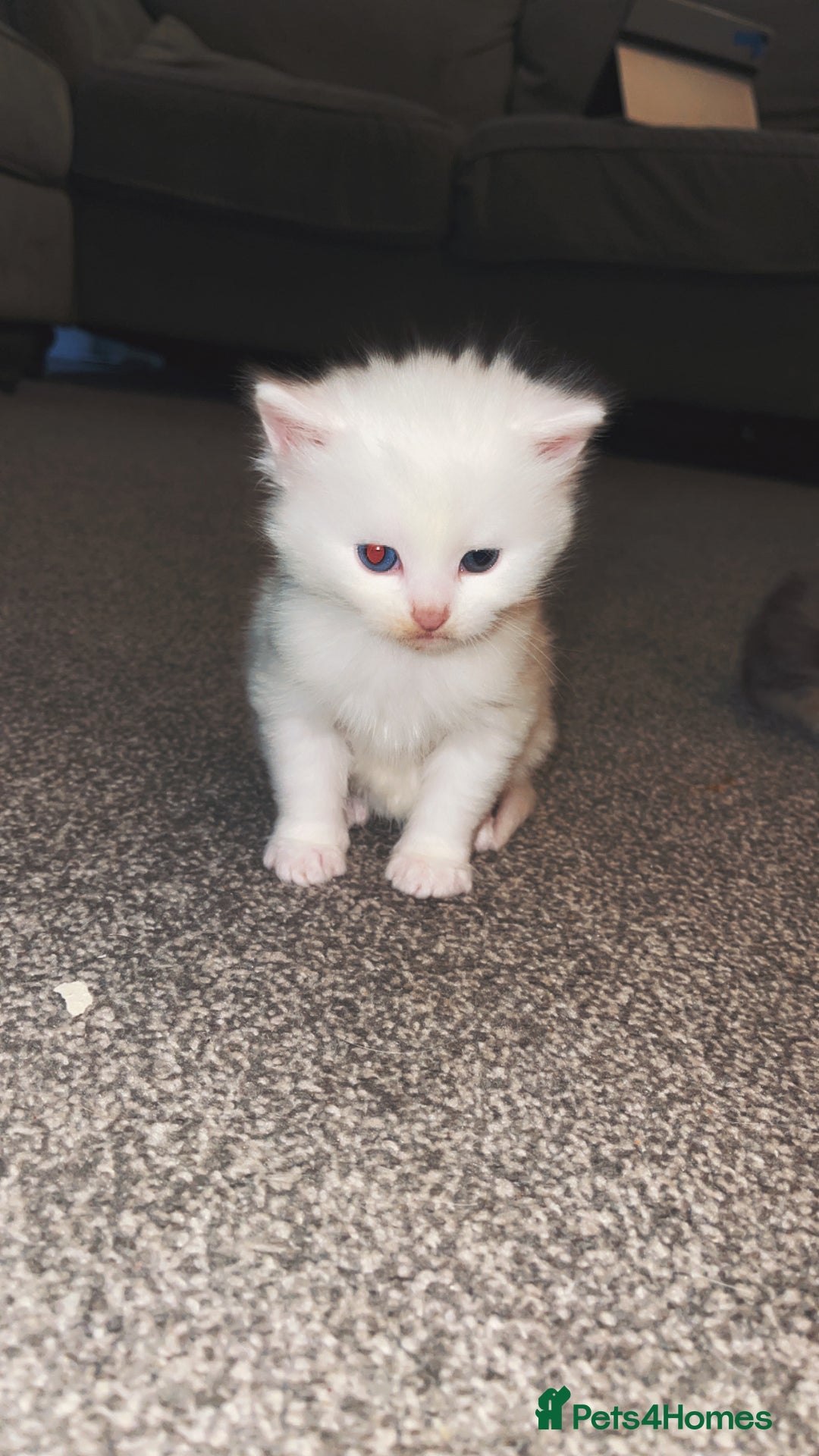 Turkish Angora cats for sale: Beautiful Turkish angora kittens.  - Advert 6