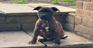 Staffordshire Bull Terrier dogs - Advert 7
