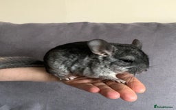 Chinchilla rodents for sale: Male chinchilla  - Image 3