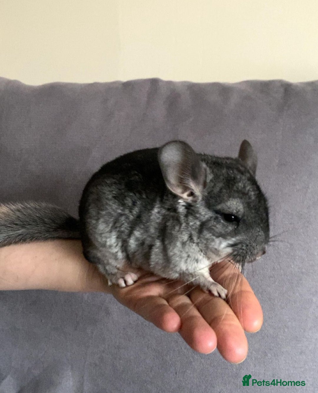 Chinchilla rodents for sale: Male chinchilla  - Image 3