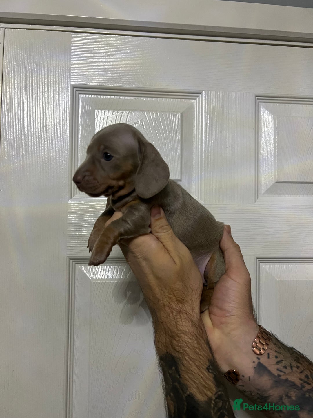 Miniature Dachshund dogs for sale: Isabelle tan dapple miniature dachshund KC reg - Advert 8
