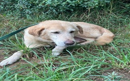 Labrador Retriever dogs for adoption: Rupert - Norwich Norfolk  - Image 11