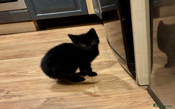 Mixed Breed cats for sale: Three Cute Kittens Available  - Advert 3