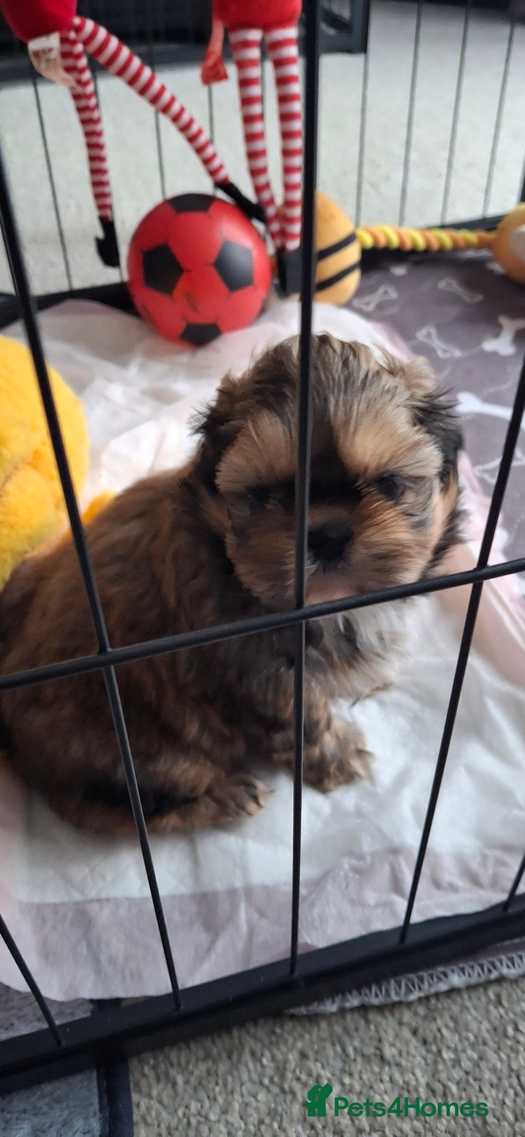 Shih Tzu dogs for sale: Full bred shih tzu 2 boys - Advert 10