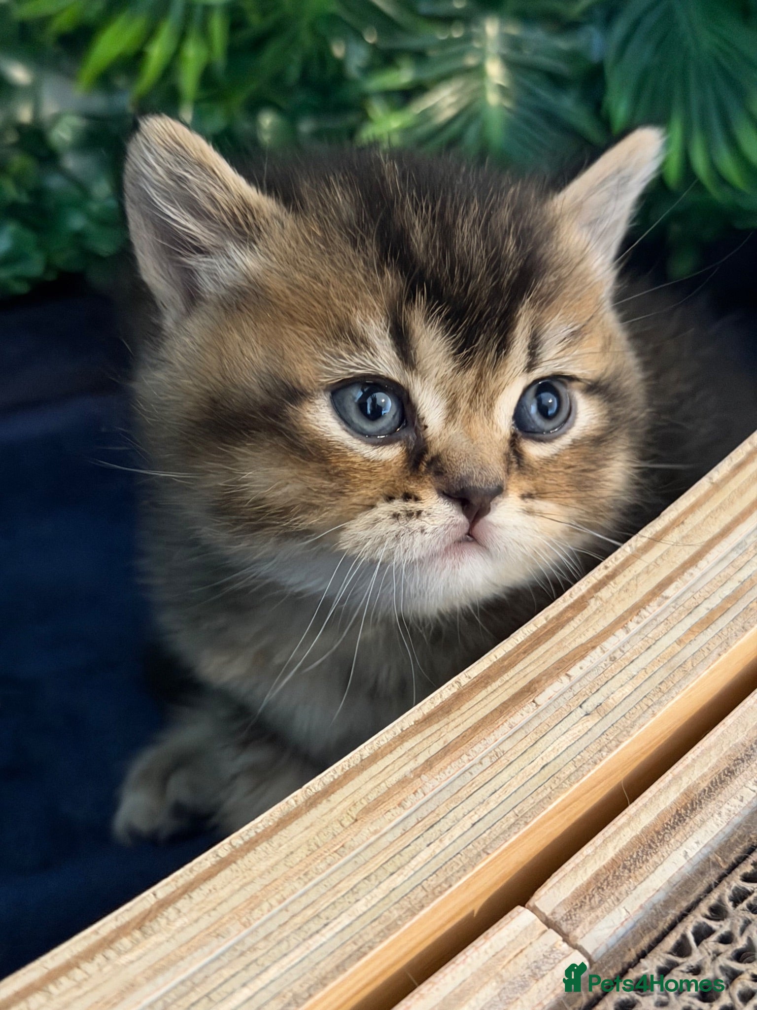 Scottish Fold cats Champion bloodlines Scottish Fold/Straight Kittens - Advert 9