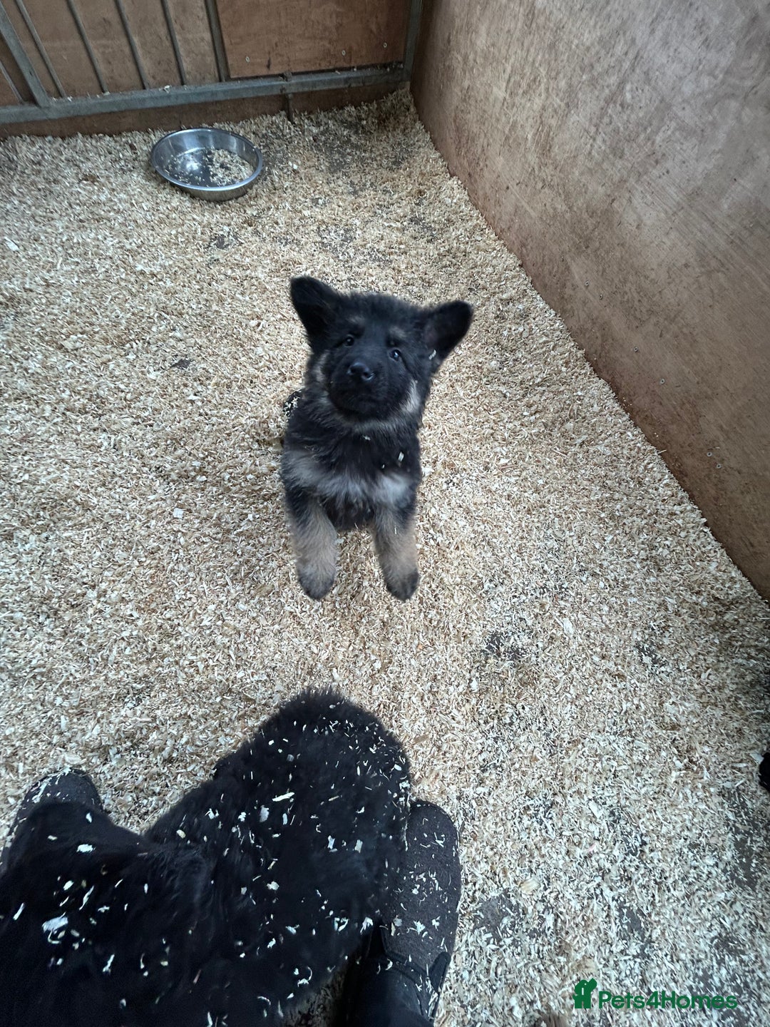 German Shepherd dogs for sale: German shepherd puppies  - Advert 20