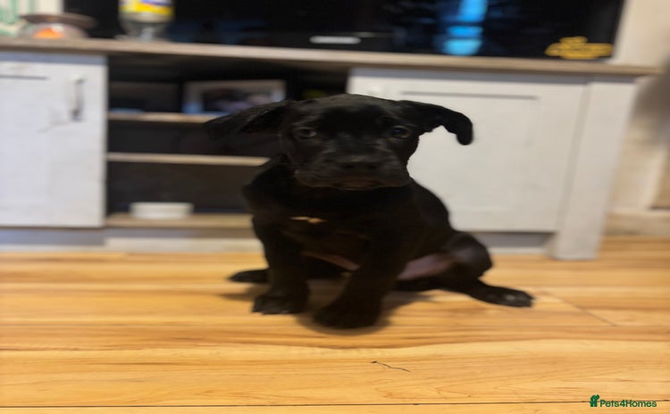 Cane Corso dogs - Advert 1