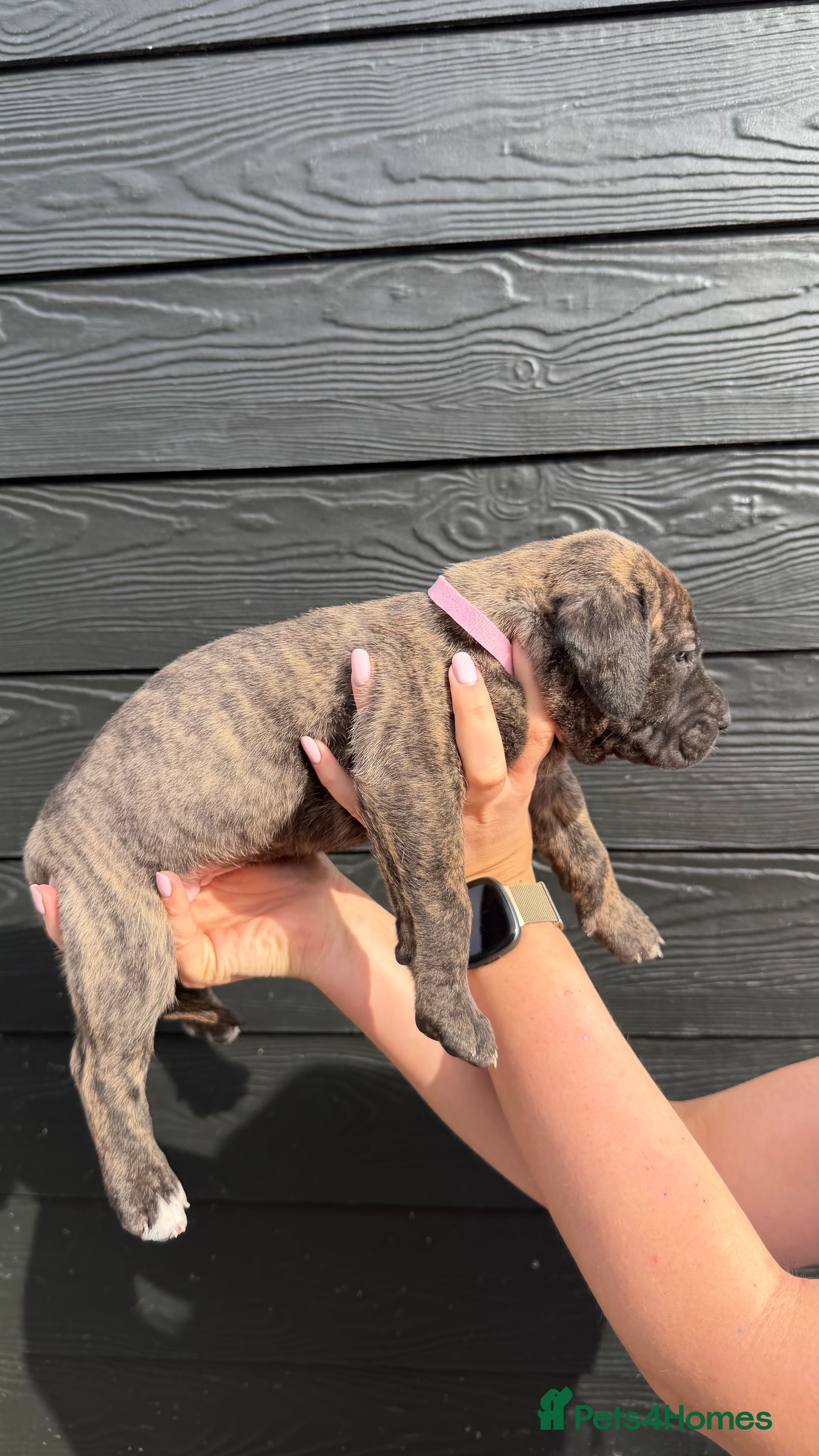 Presa Canario dogs Presa Canario puppies champion bloodlines - Advert 1