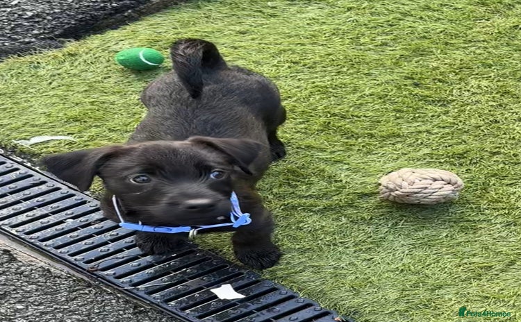 Mixed Breed dogs - Advert 10