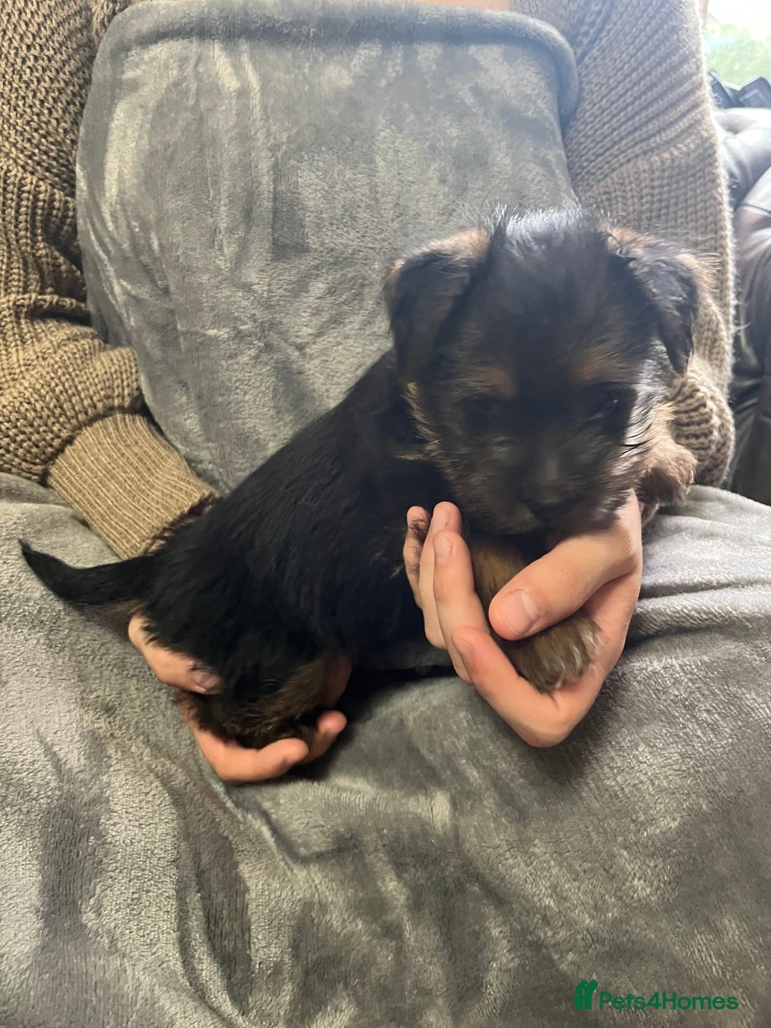 Norfolk Terrier dogs for sale: Norfolk Terrier Puppies - Image 13