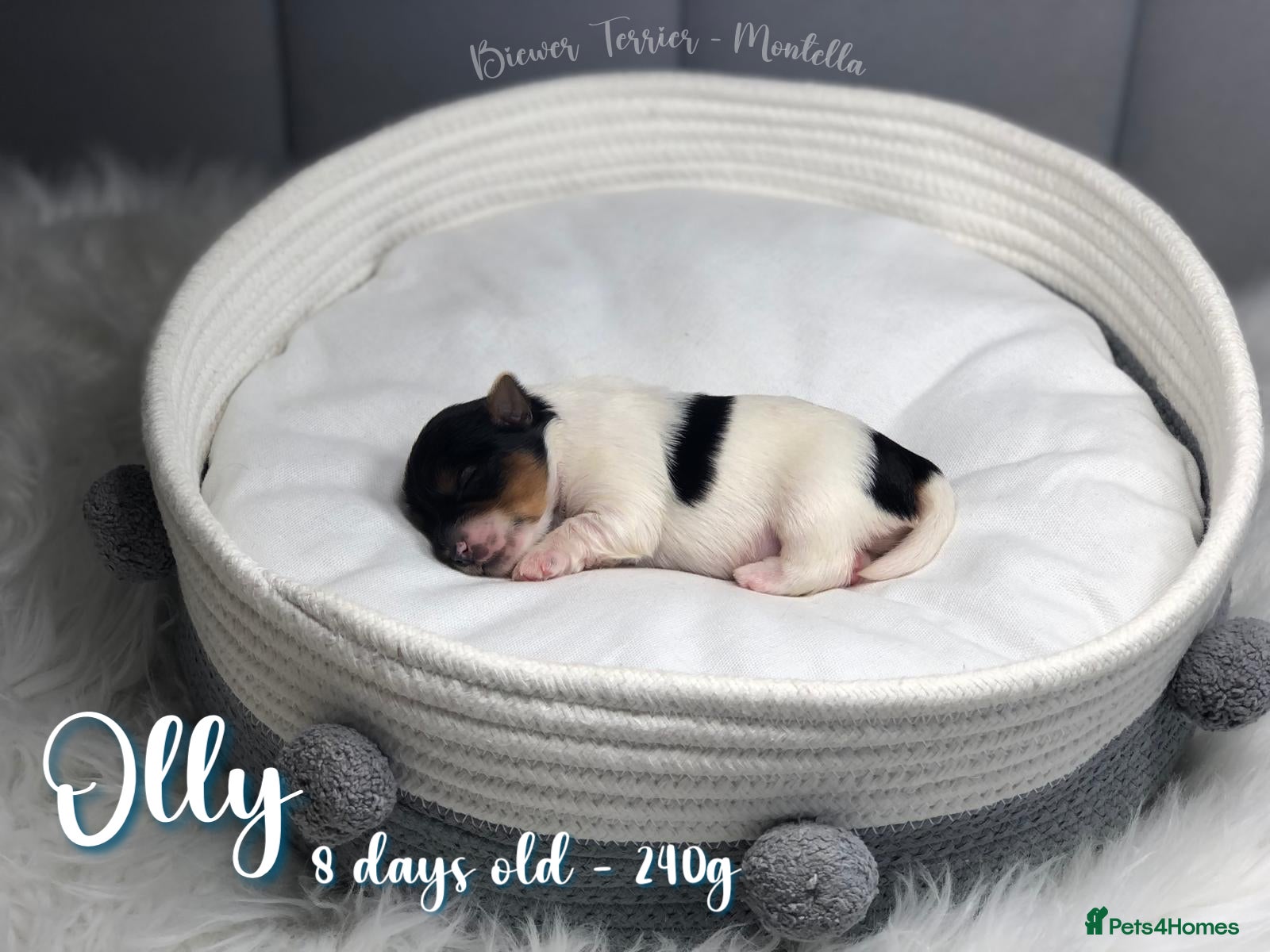 Biewer Terrier dogs Four Beautiful Biewer Terriers! - Advert 2