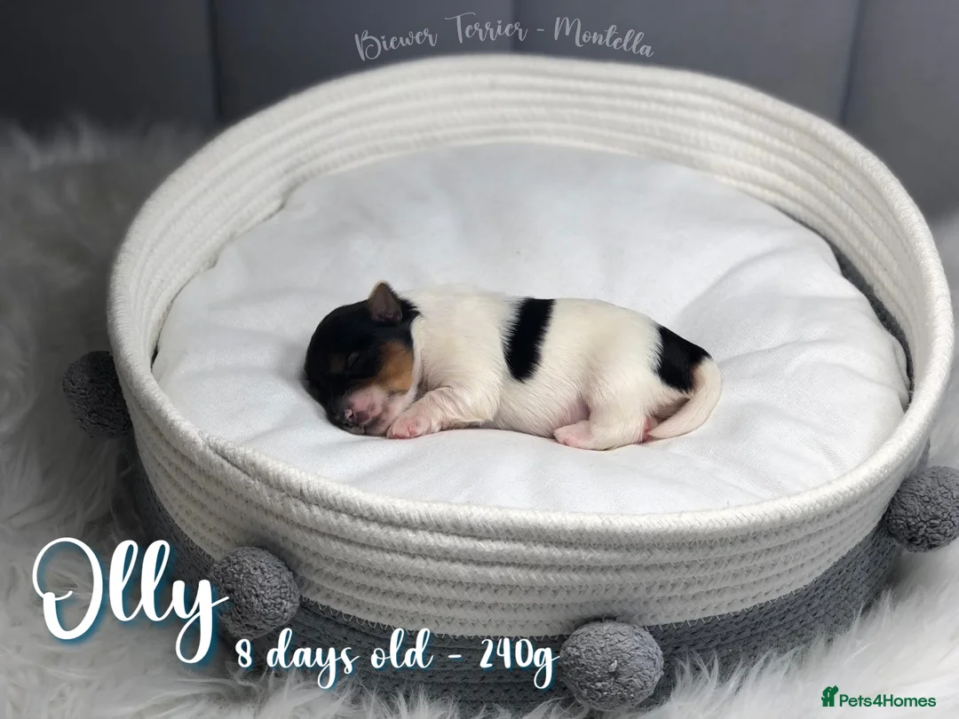 Biewer Terrier dogs for sale: Four Beautiful Biewer Terriers! - Advert 2