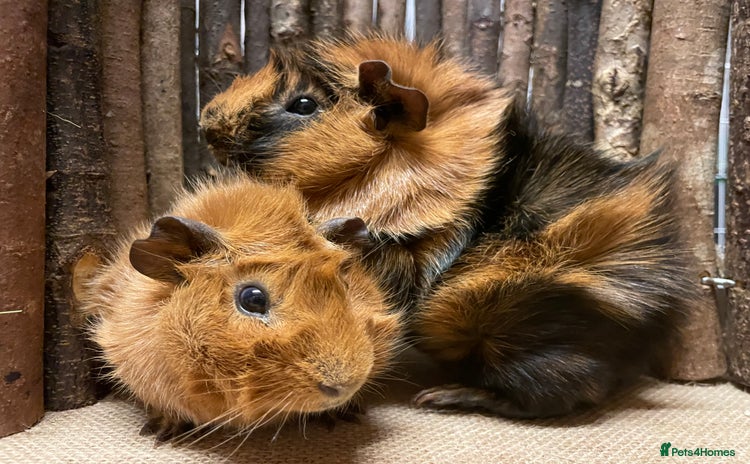 Guinea Pig rodents - Advert 2