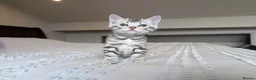 Bengal cats for sale: 🖤🩶🤍 Stunning Bengal Kittens 🤍🩶🖤 - Advert 17