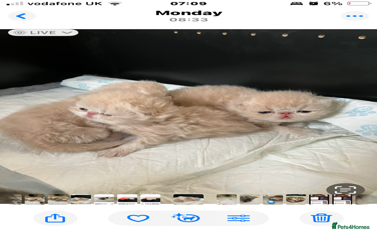 Persian cats - Advert 12