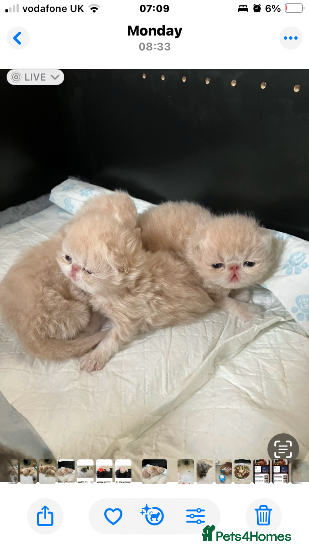 Persian cats for sale: Noushafarin Gccf reg hobby breeder  - Image 1