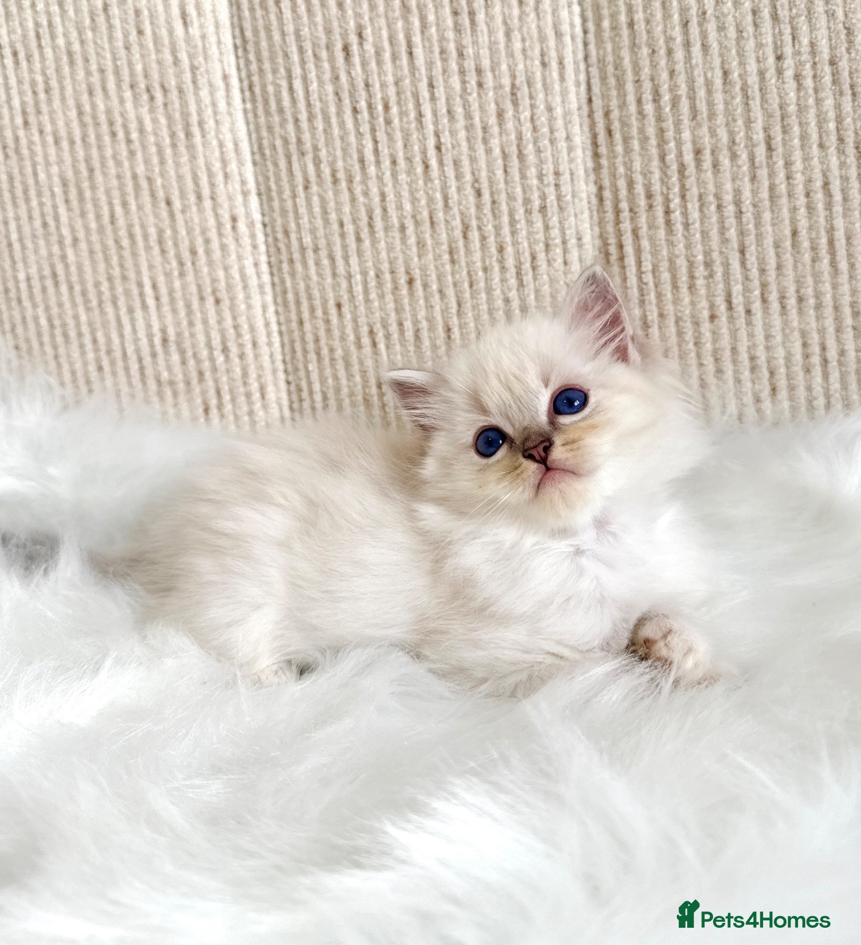 Ragdoll cats Outstanding Ragdoll Kittens✨Exceptional Quality - Advert 2