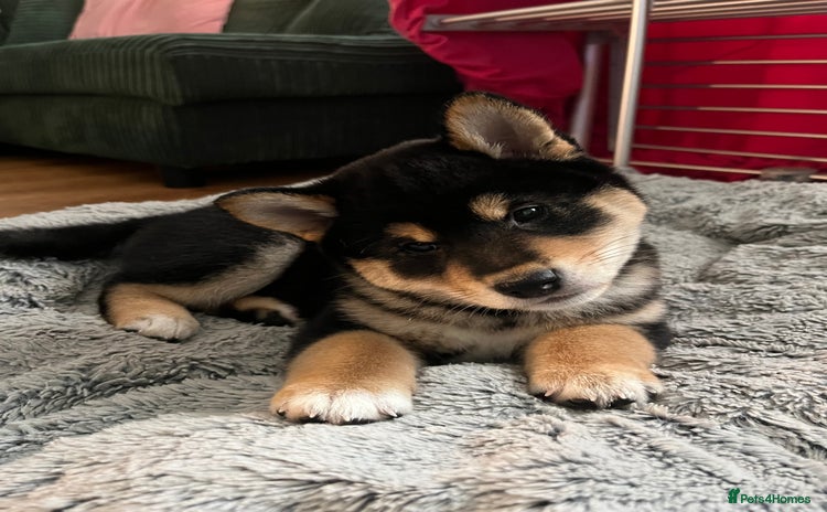 Japanese Shiba Inu dogs - Advert 3
