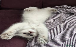 Ragdoll cats for sale: Adorable Ragdoll Kitten ready now - Image 4