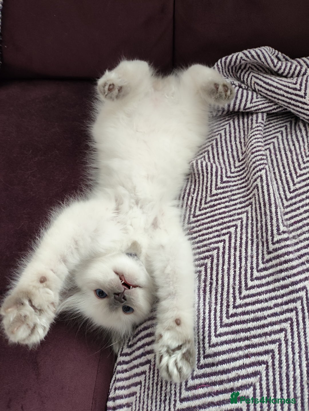 Ragdoll cats for sale: Adorable Ragdoll Kitten ready now - Image 4