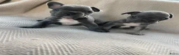 French Bulldog dogs for sale: French bulldog puppy's  - Advert 6