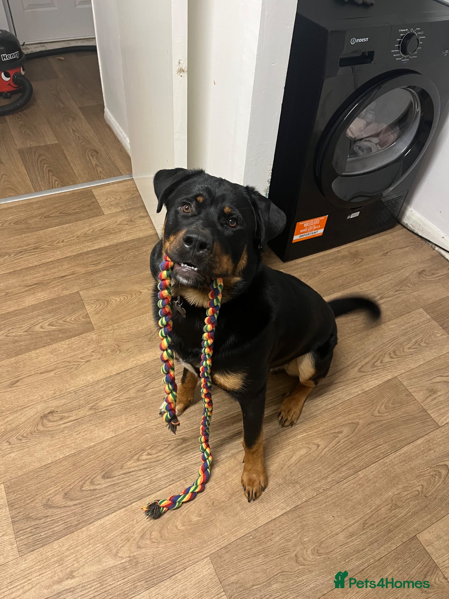 Mixed Breed dogs Joey  - Advert 2