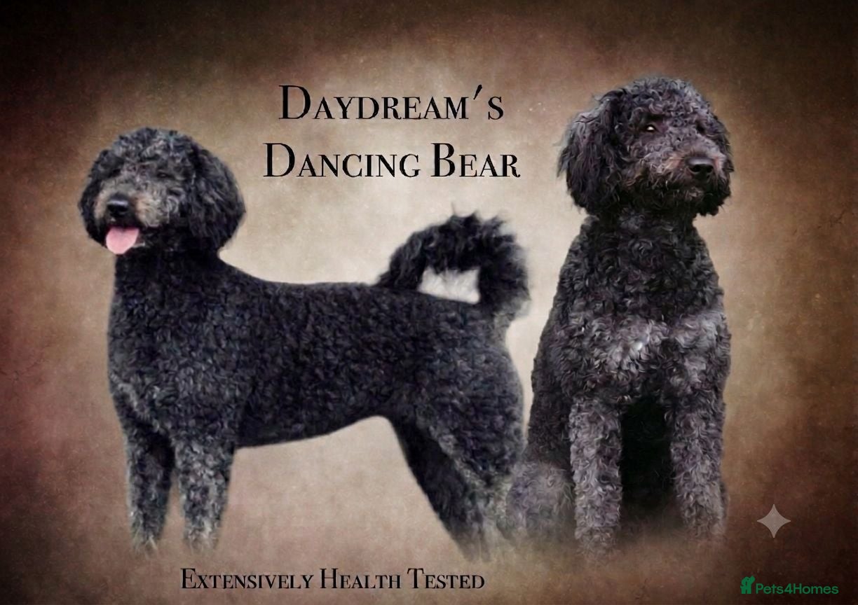 Goldendoodle dogs Exceptional Rare Colour GoldenDoodle Stud - Advert 15