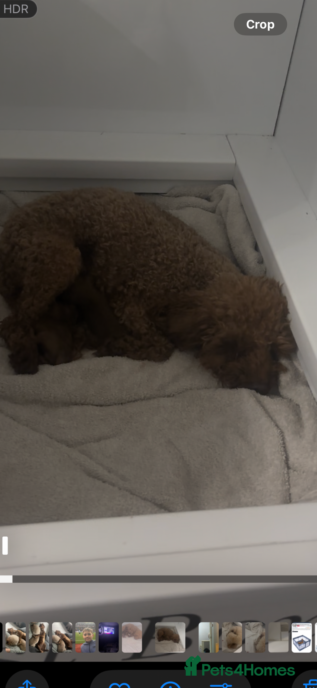 Toy Poodle dogs for sale: Toy poodle puppies  - Advert 9