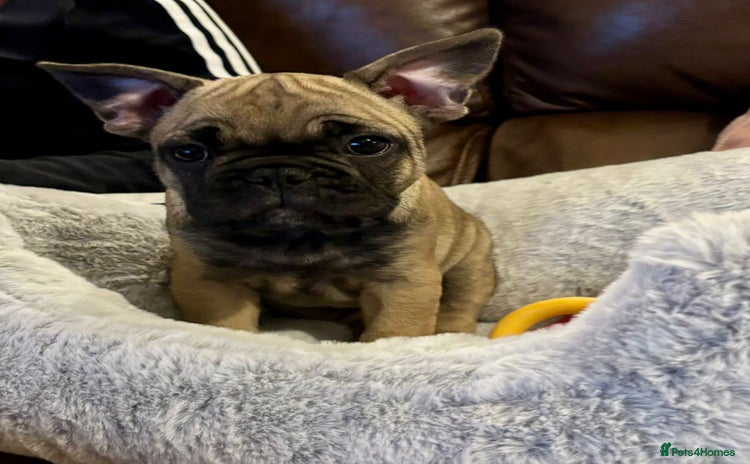 French Bulldog dogs - Advert 6