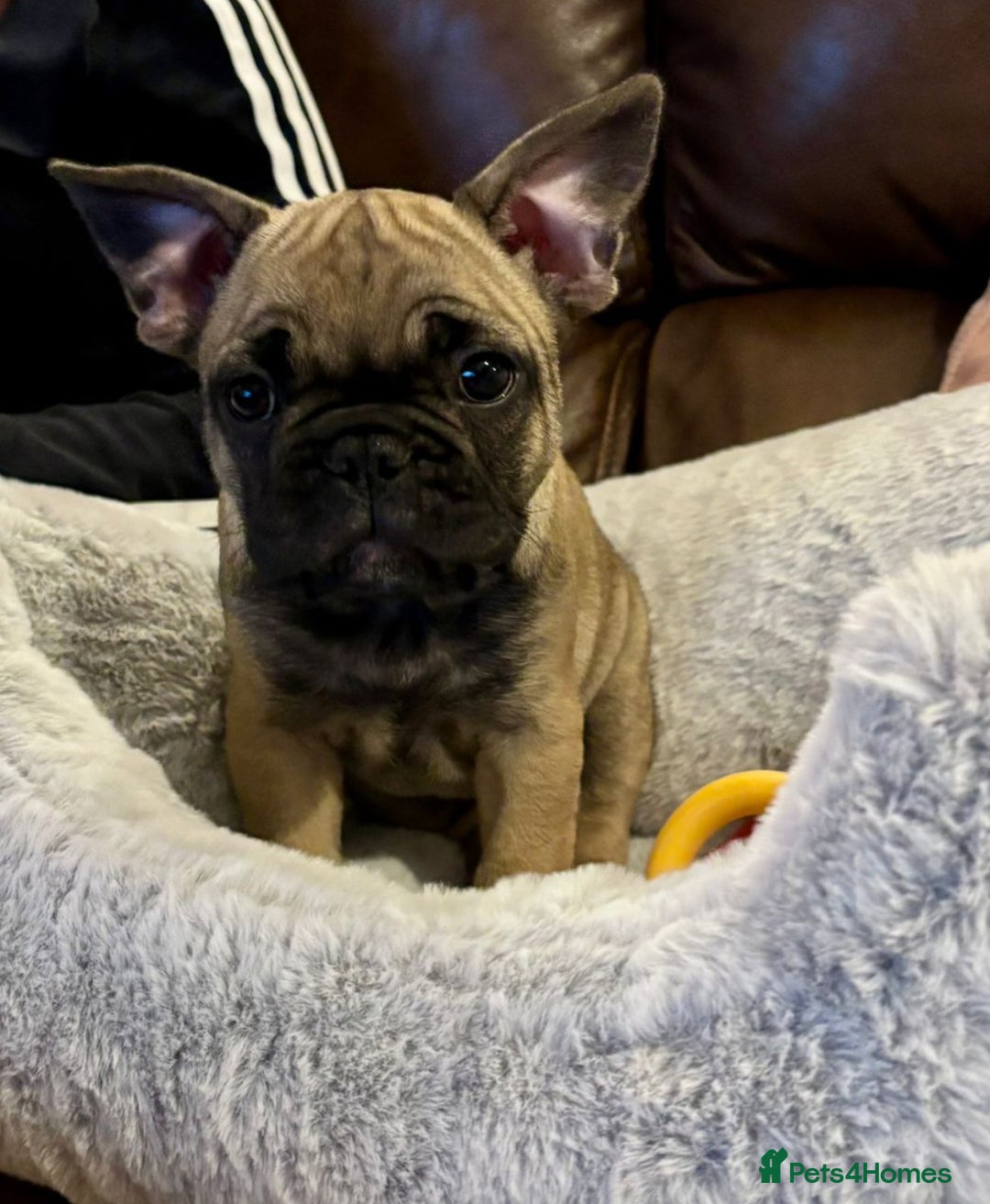 French Bulldog dogs for sale: French Buldog puppies ready to go. - Image 1