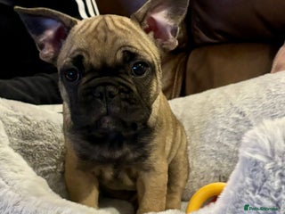 French Bulldog dogs - Advert 1