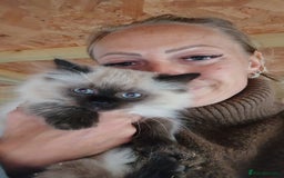 Ragdoll cats for sale: Captain Tom - Image 6