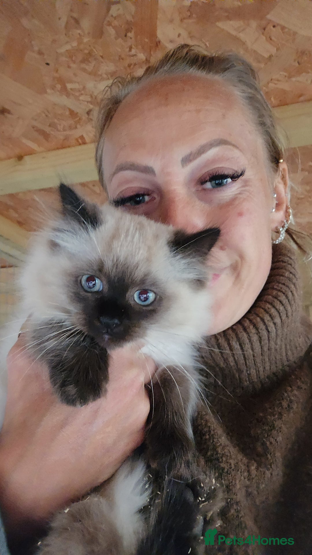 Ragdoll cats for sale: Captain Tom - Image 6