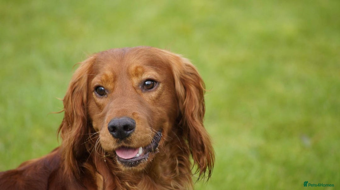 Cockapoo dogs for sale: F1 DNA hereditary clear cockapoos  - Advert 11