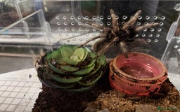 Tarantulas invertebrates for sale: Rehoming Collection of 17 Tarantulas, 1 Scorpion - Image 8