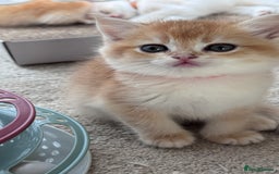 British Shorthair cats for sale: GCCF BSH BOY AND GIRL LEFT GOLDEN BLACK TIPPED  - Advert 20