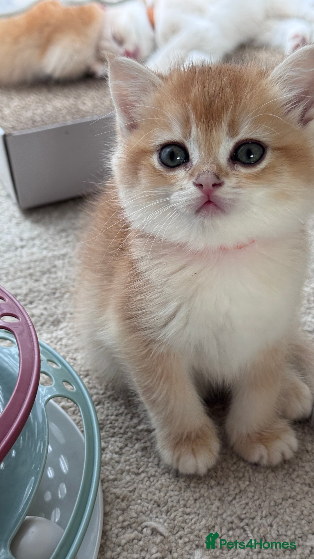 British Shorthair cats for sale: GCCF BSH BOY AND GIRL LEFT GOLDEN BLACK TIPPED  - Advert 20