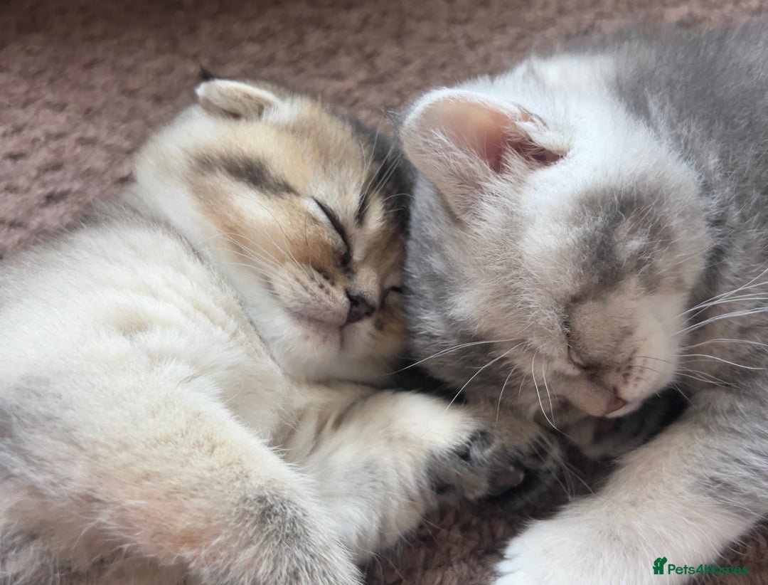 Scottish Fold cats for sale: Lovely kittens looking for new family  - Image 6