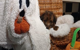 Mixed Breed dogs for sale: Stunning Norfolk terrier x jrt  - Image 5