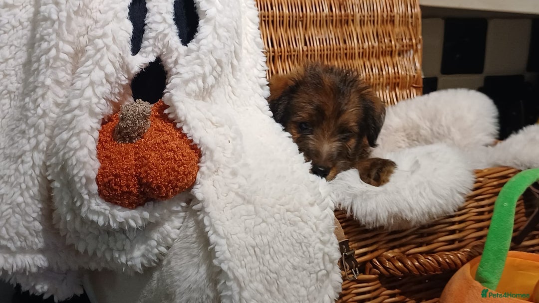 Mixed Breed dogs for sale: Stunning Norfolk terrier x jrt  - Image 5
