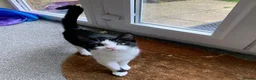 Mixed Breed cats for sale: Two Adorable Sister Kittens for Sale in Huddersfield - Advert 11