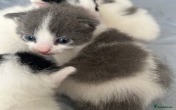 Mixed Breed cats for sale: ❤️*Blue/white & black/white friendly kittens*❤️ - Image 8
